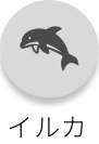 イルカ