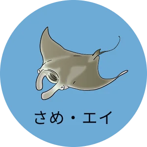 さめ・エイ