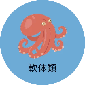 軟体類