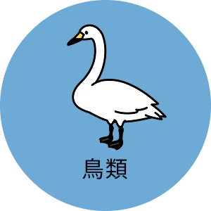 鳥類