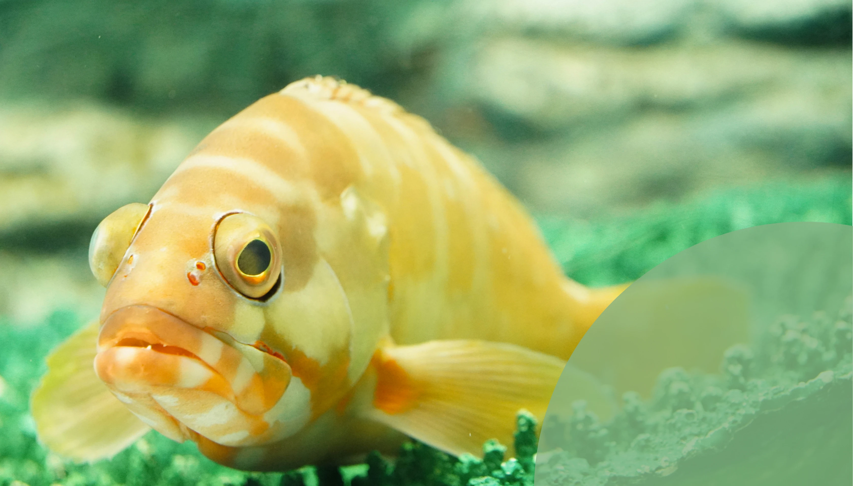 黄色い魚のアップ画像