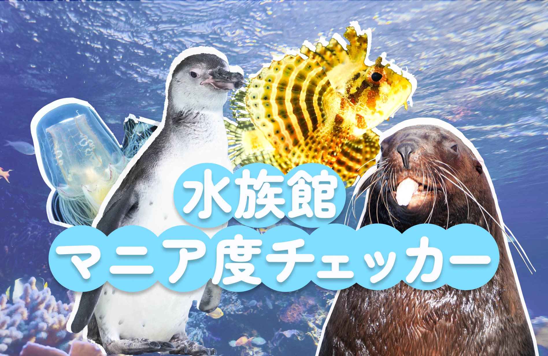 水族館マニア度チェッカー