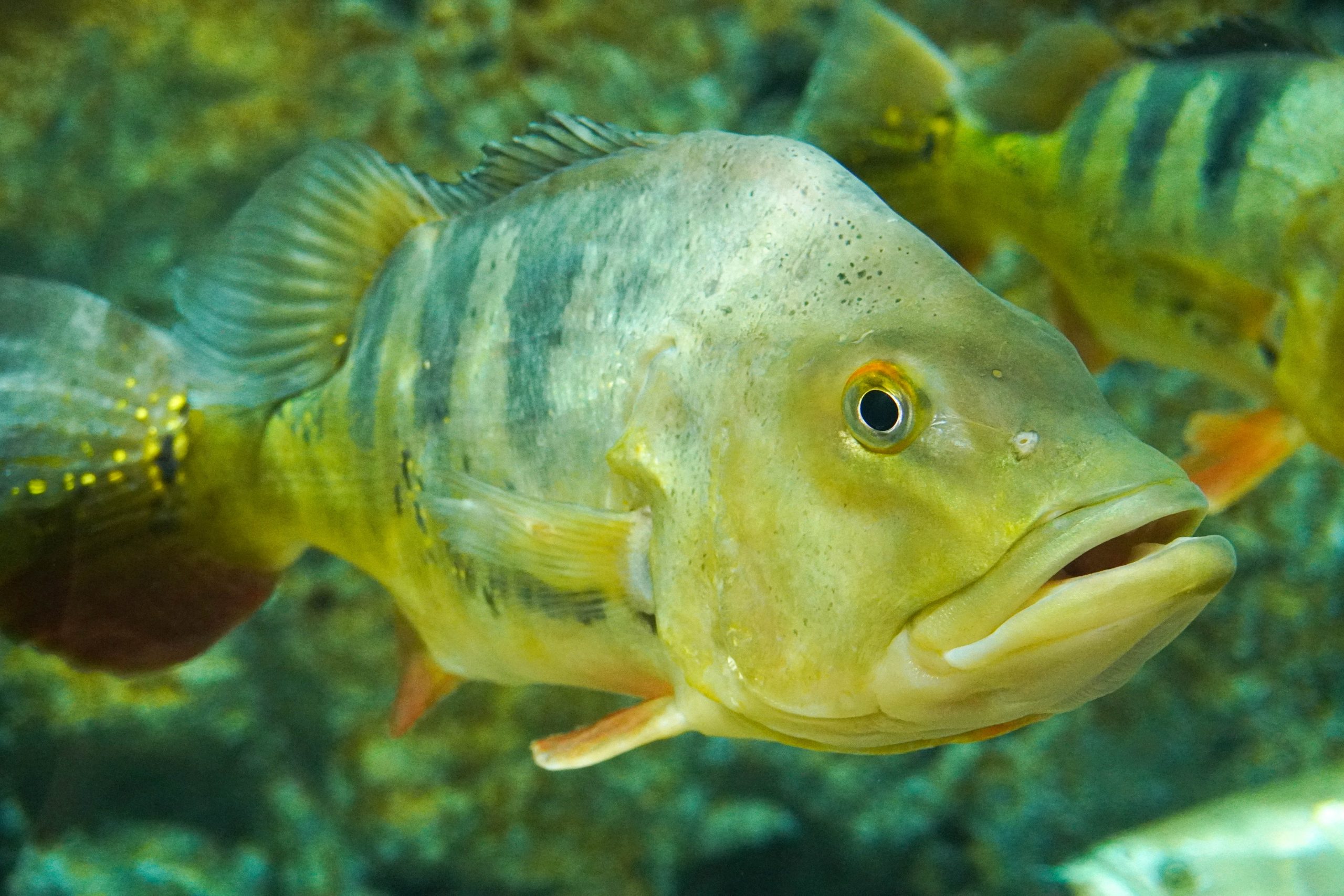 沖縄ならではの南国の魚と珍しい生き物たち