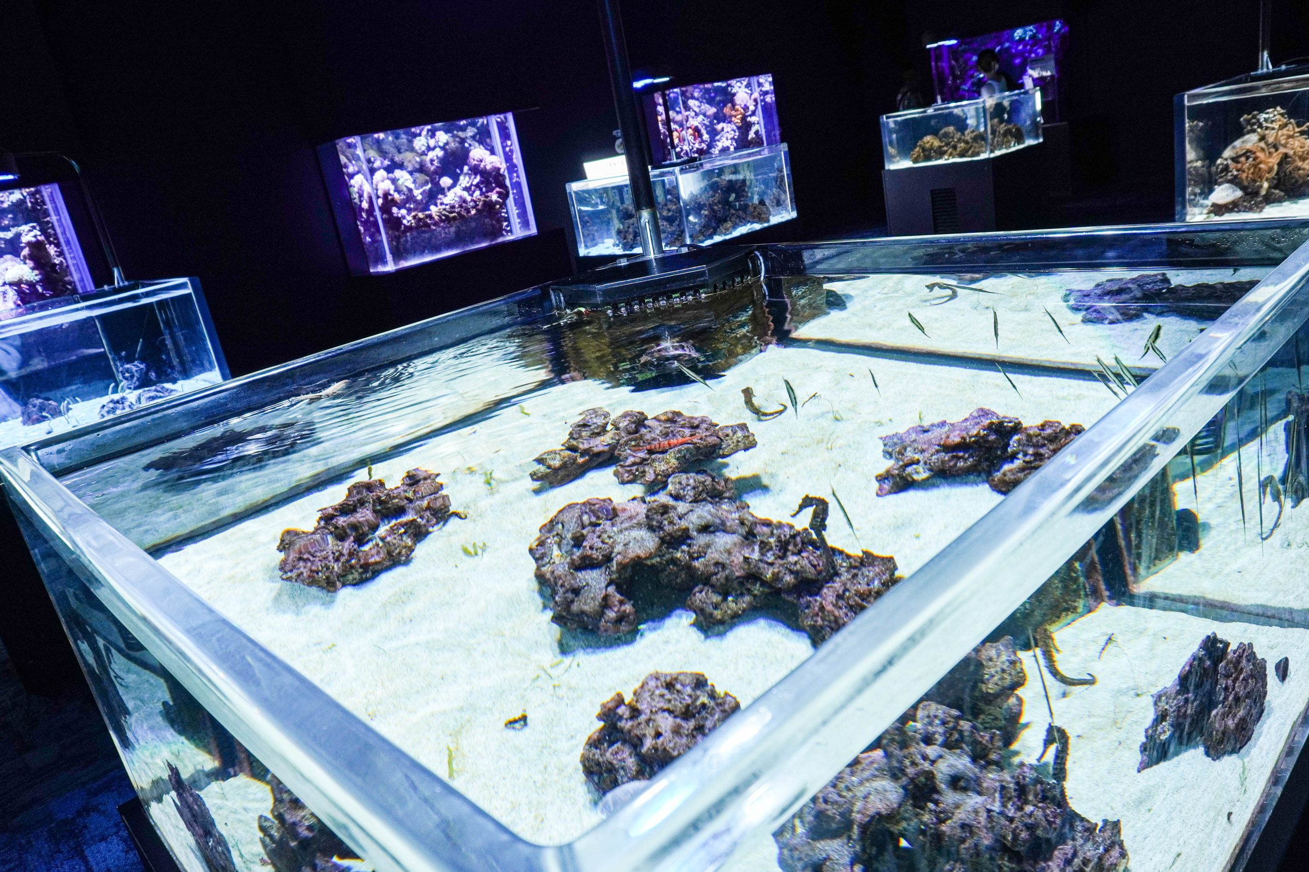 DMM水族館-33