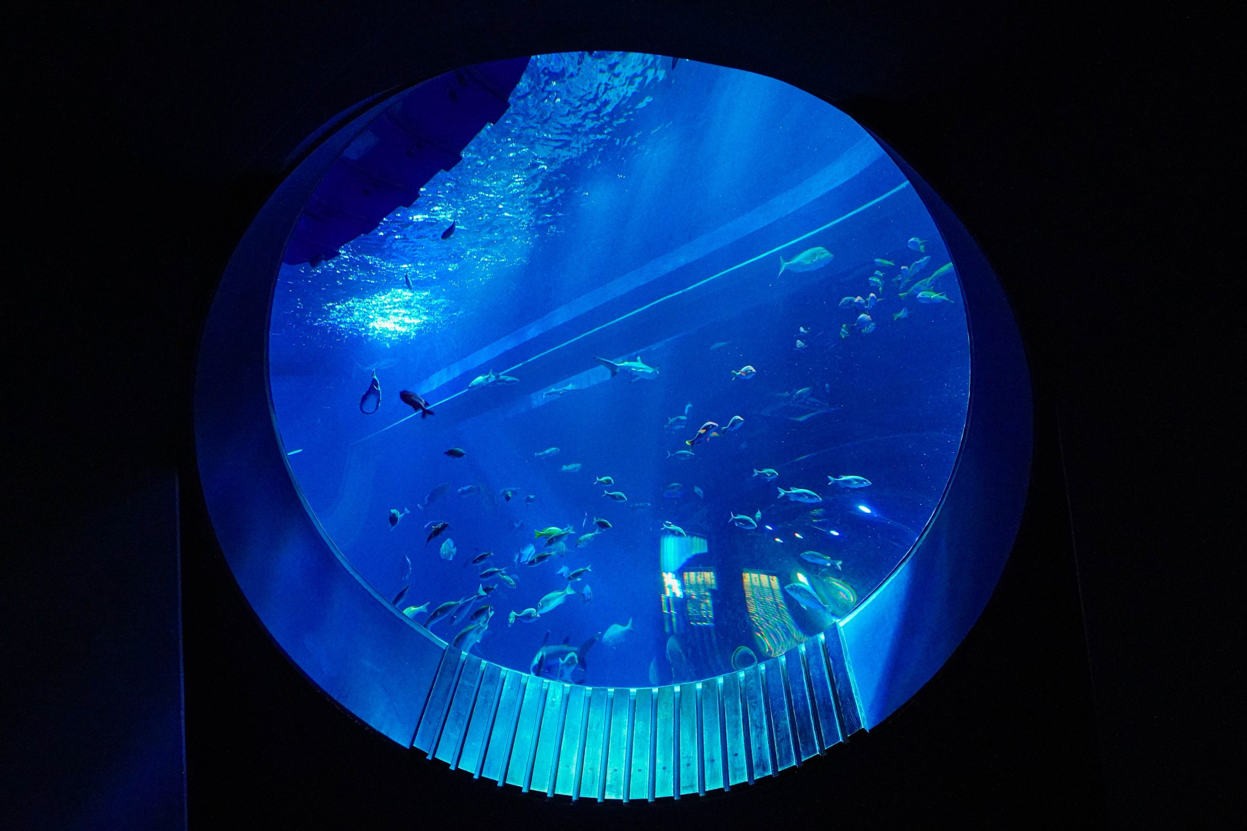 DMM水族館-34