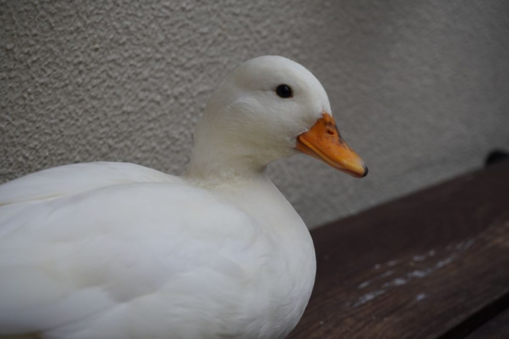 みなとやま水族館