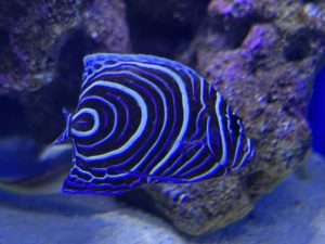 幼魚水族館