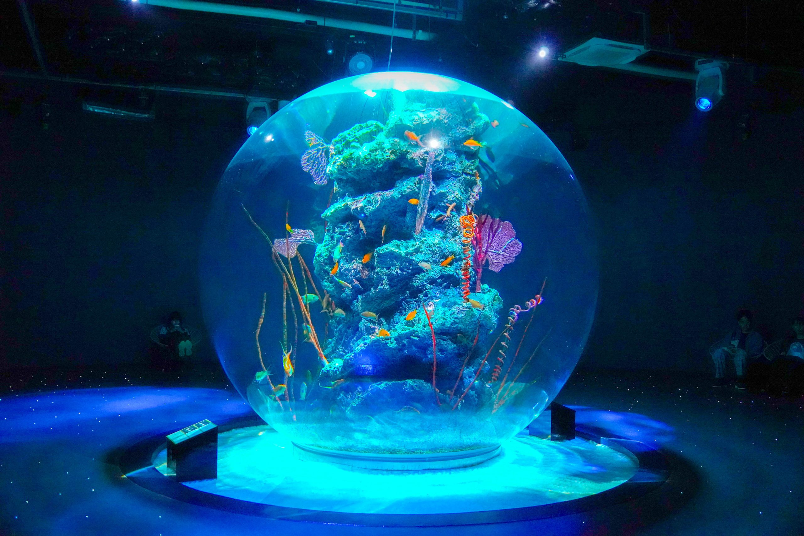 まるで宇宙?球型水槽