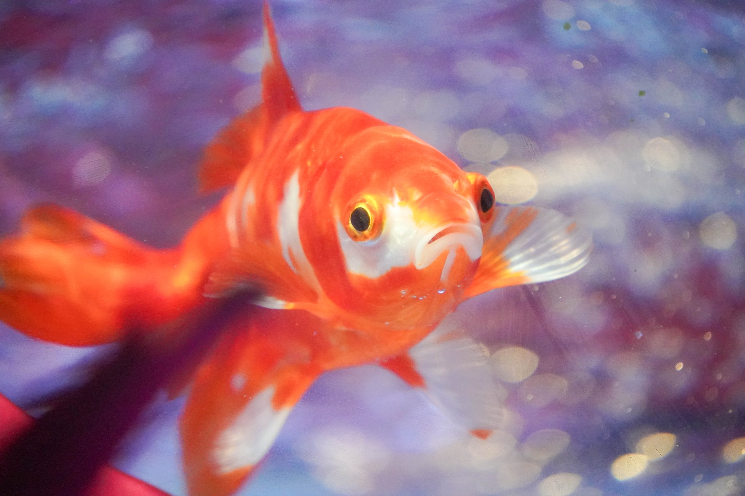 お台場水族館GYAO-12