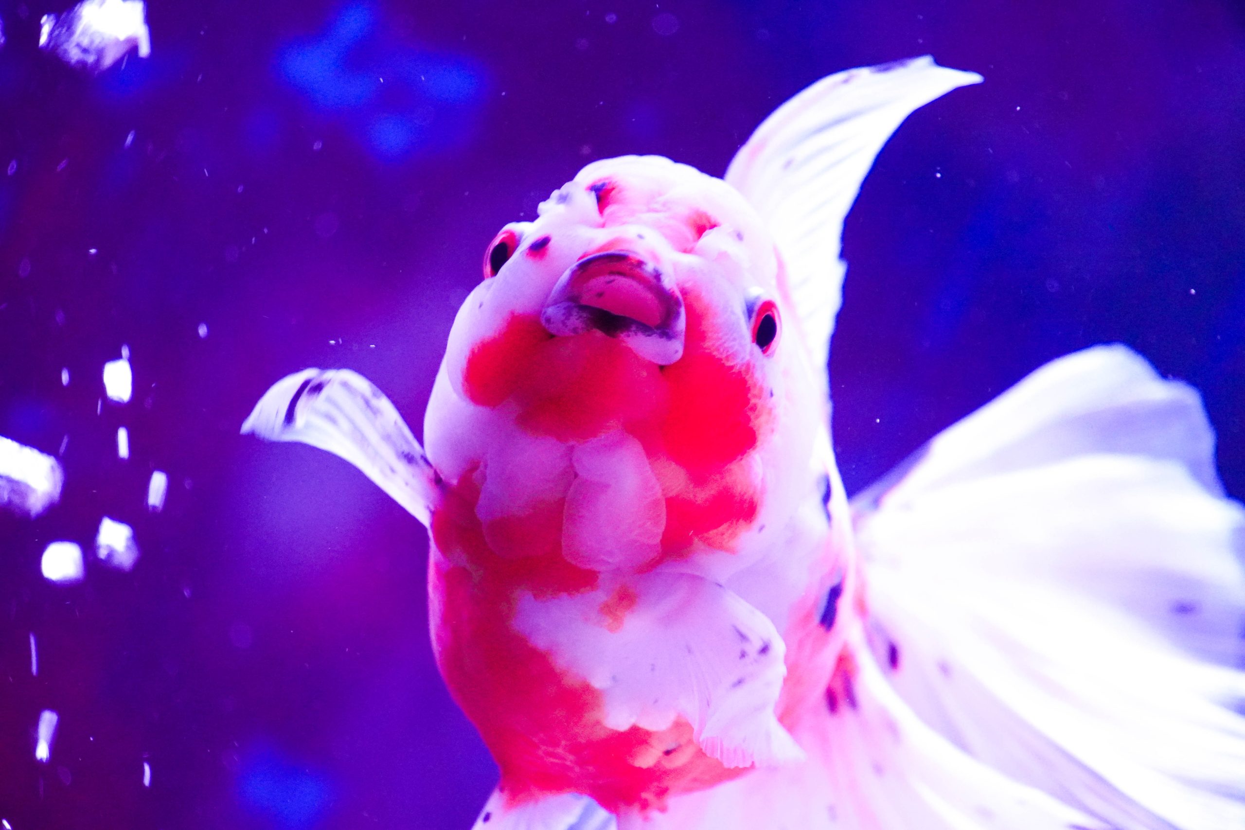 たくさんの種類の金魚に出会うことができる!