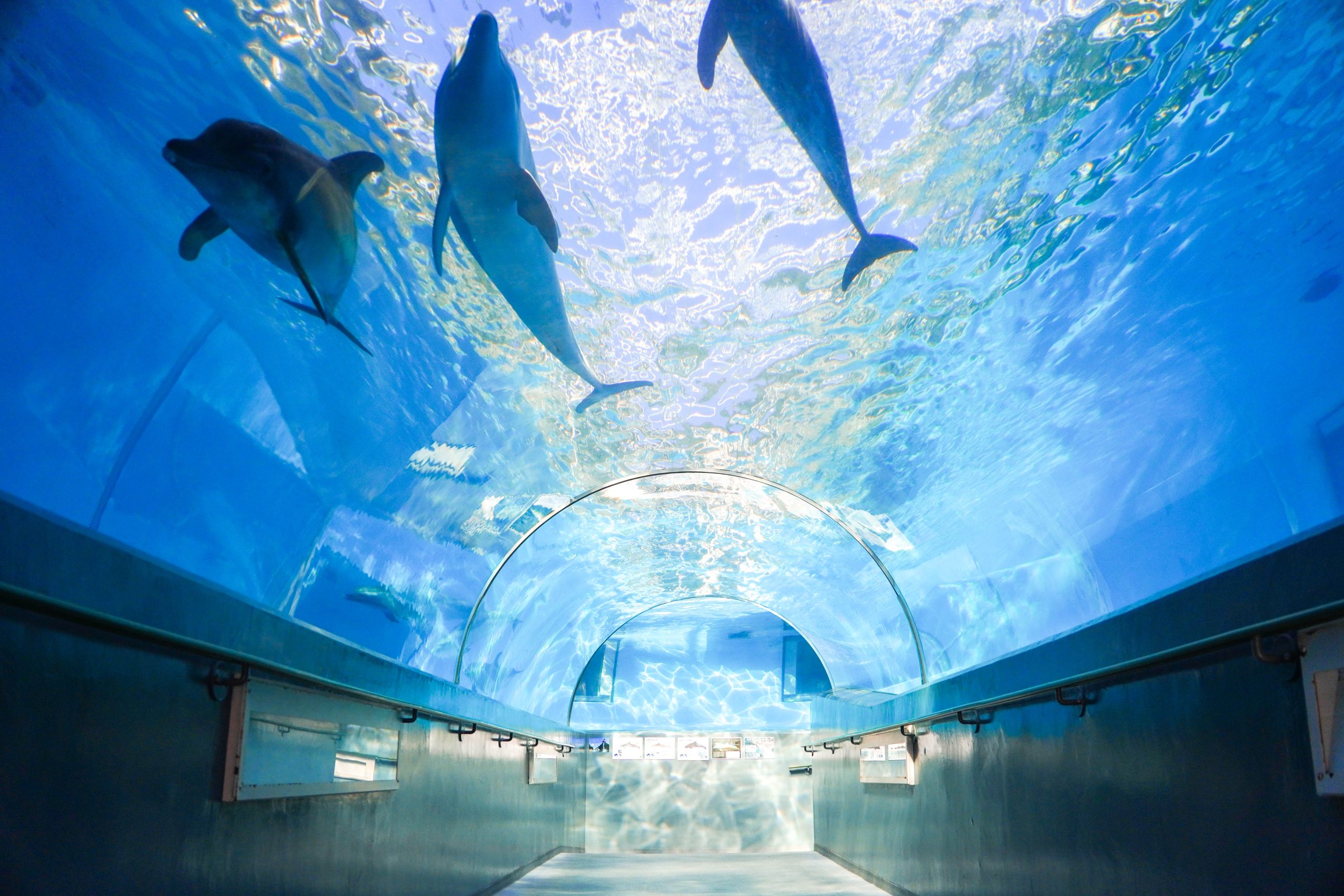 イルカを中心とした水族館は遠出してでも行きたい！