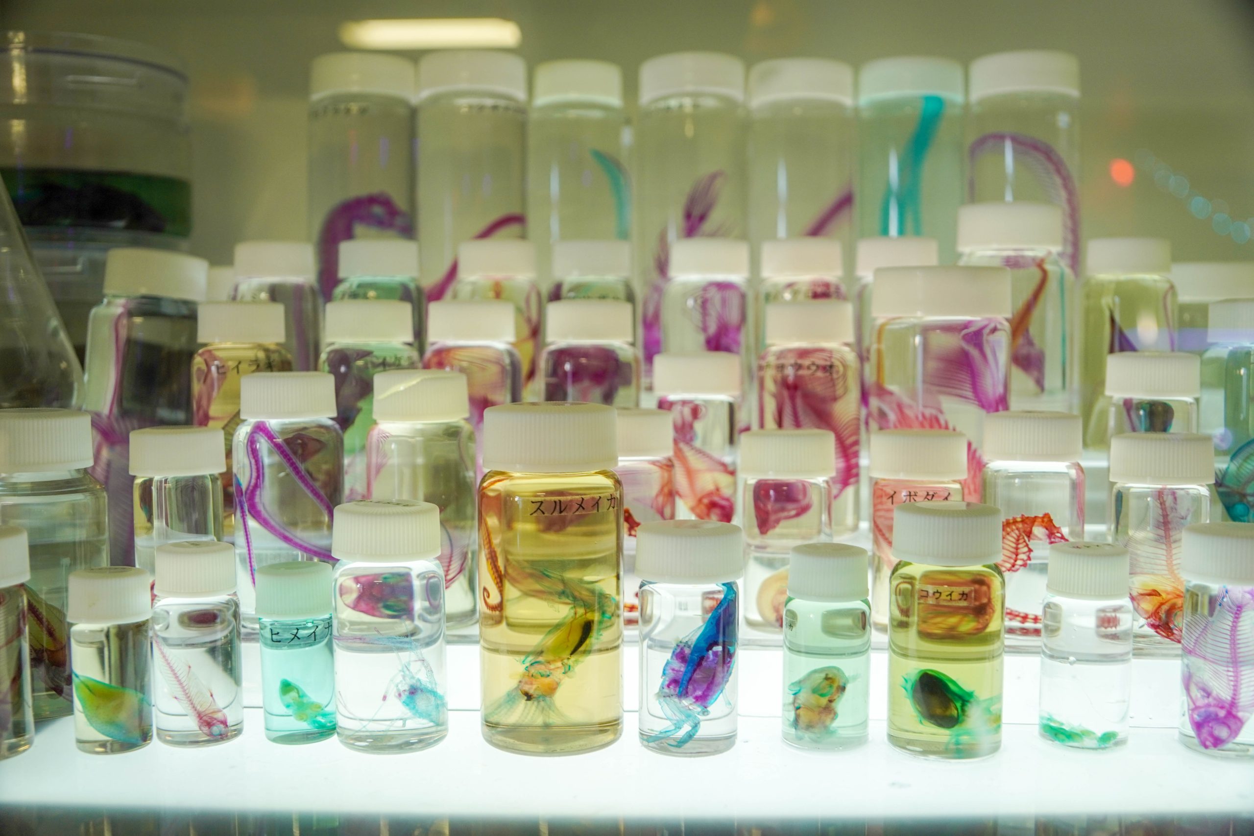 学習型の展示が見ていて楽しい！