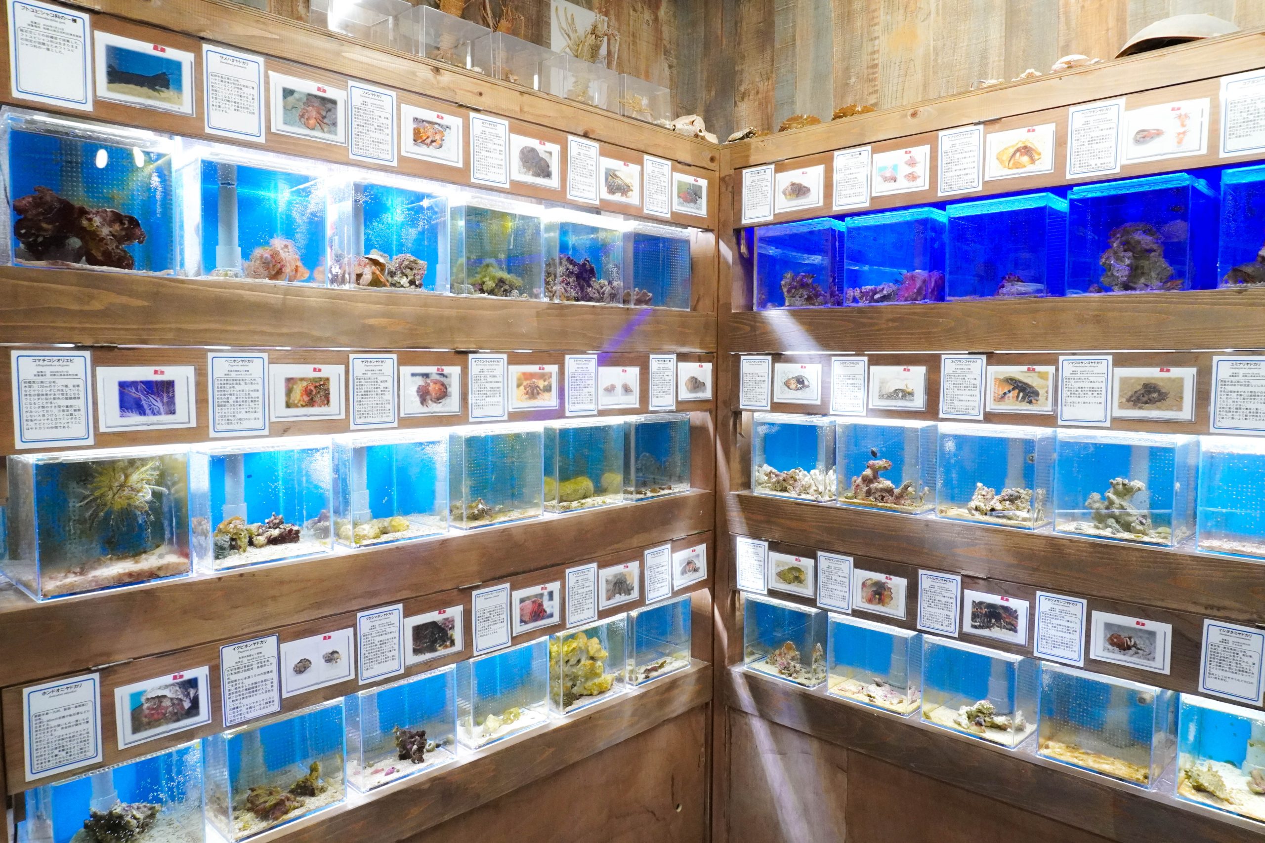 生きた図鑑クラブハウスは必見