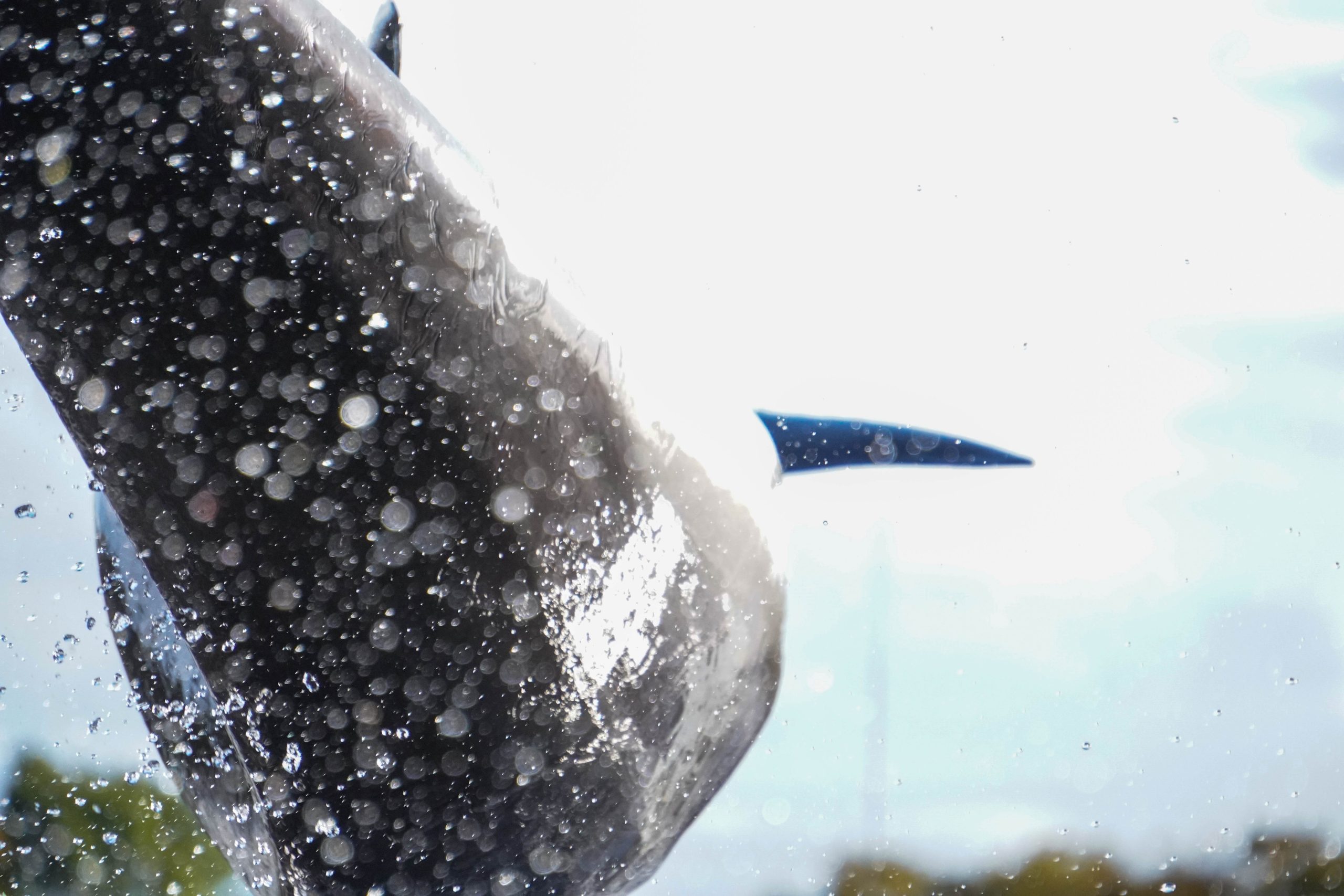 イルカのショーもおすすめ