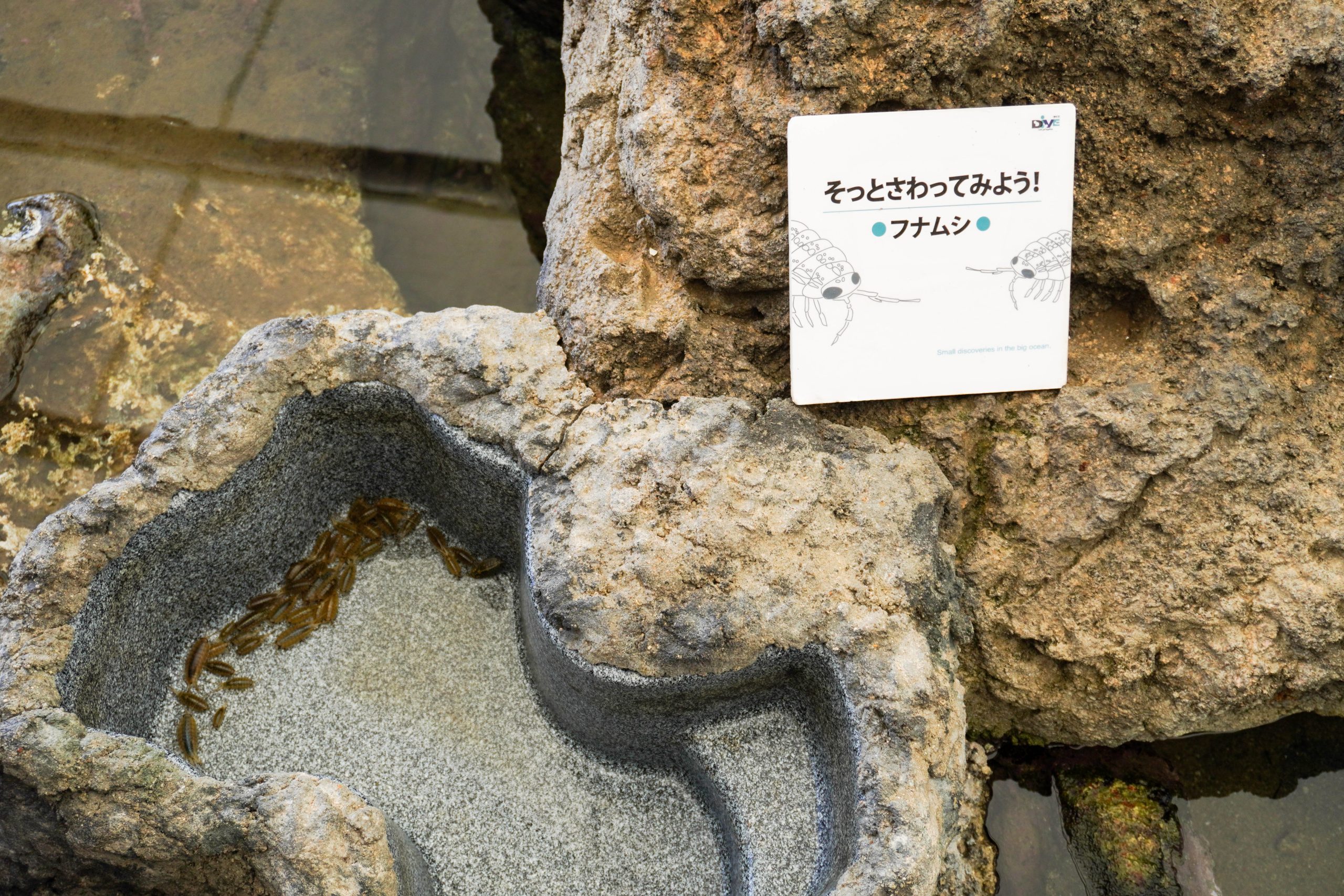 タッチプールも楽しい