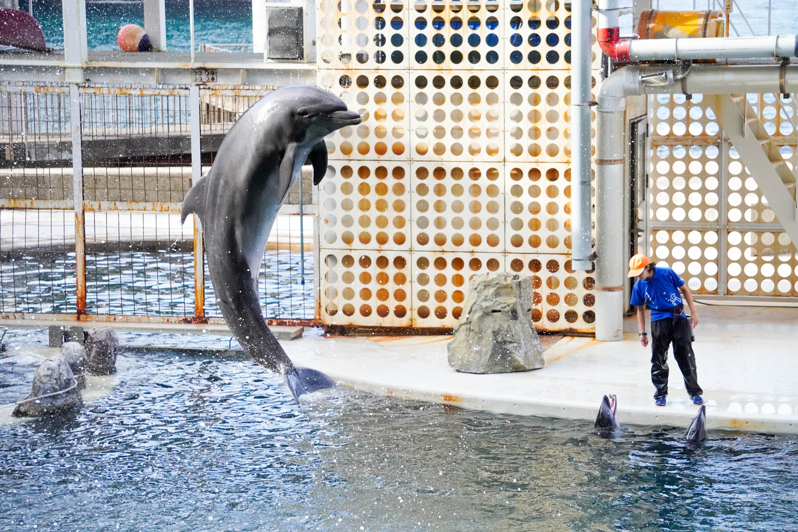 動物たちの魅力的なショー!