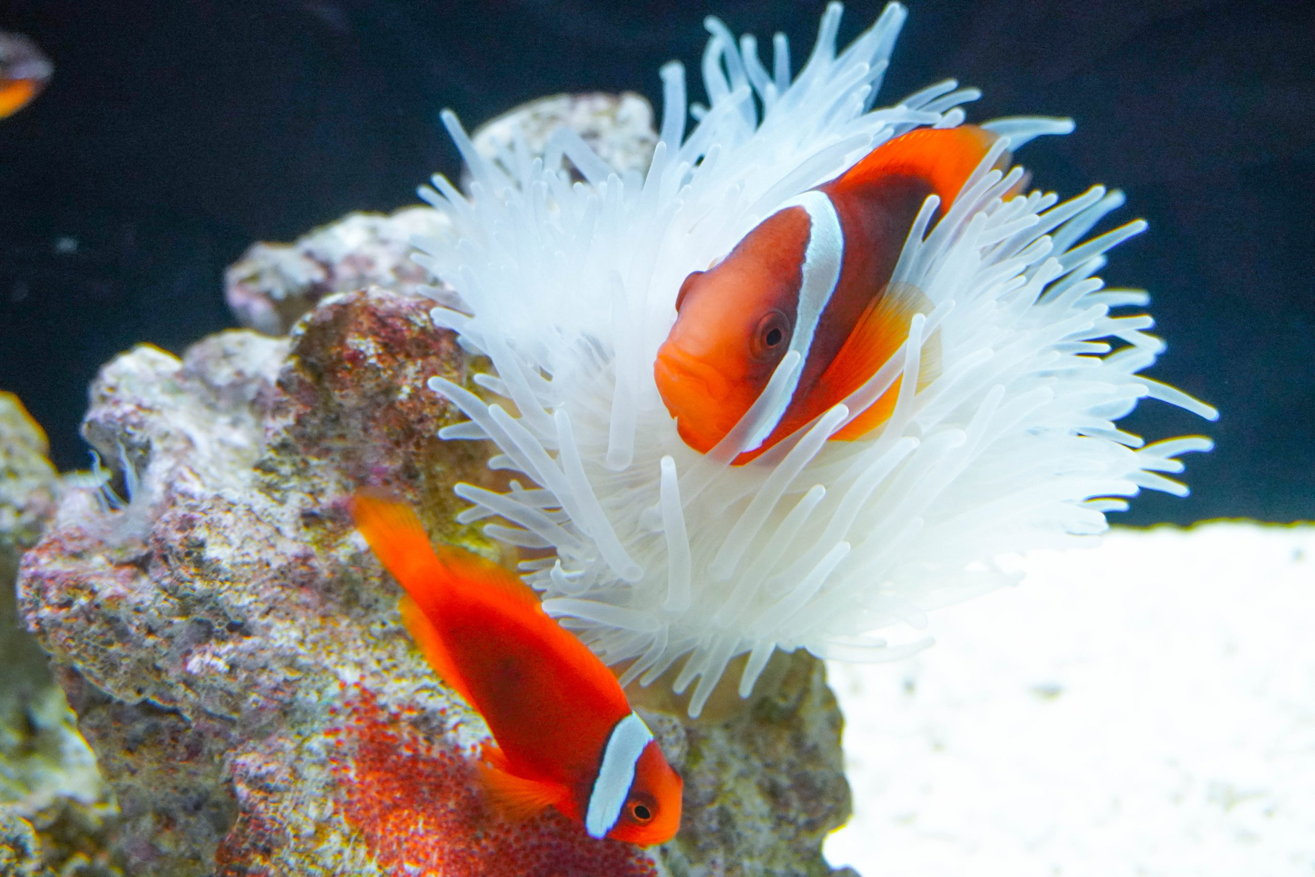 横浜開運水族館フォーチュンアクアリウム-24