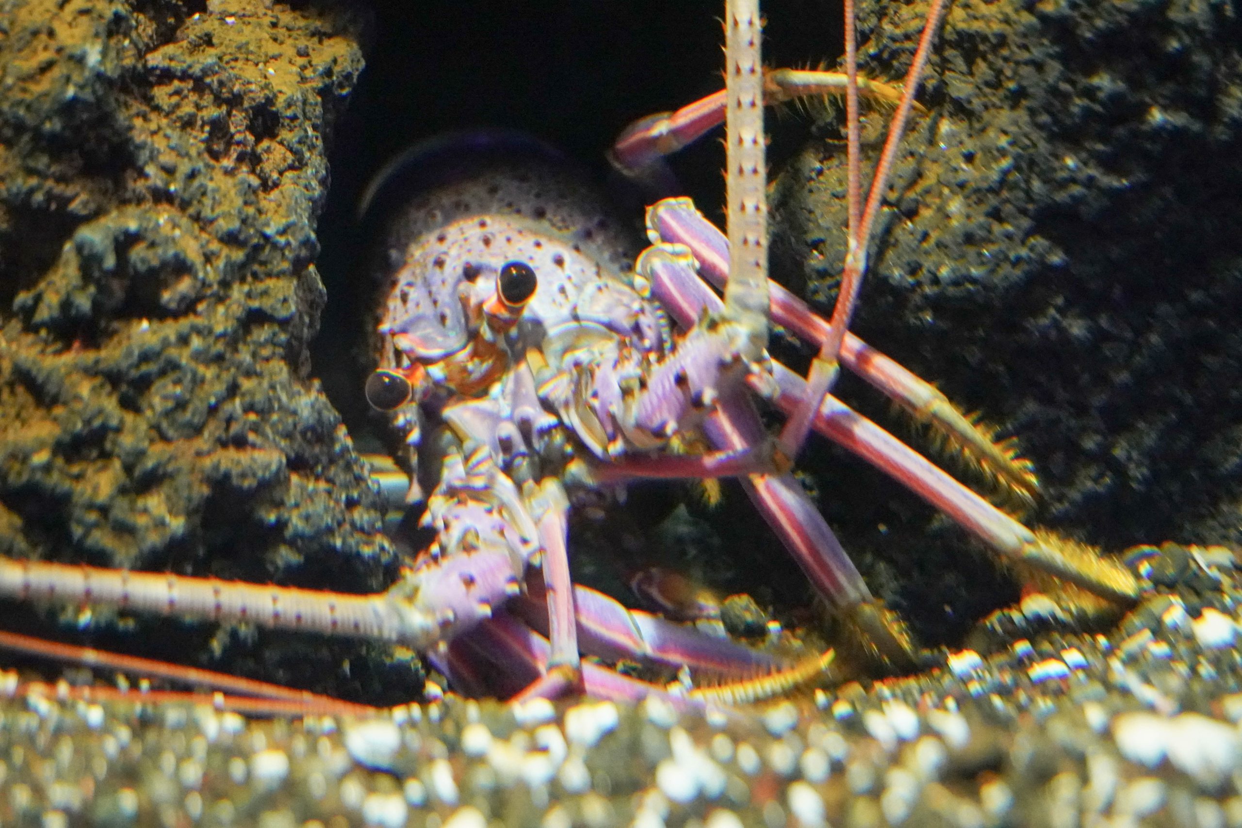 横浜開運水族館フォーチュンアクアリウム-6