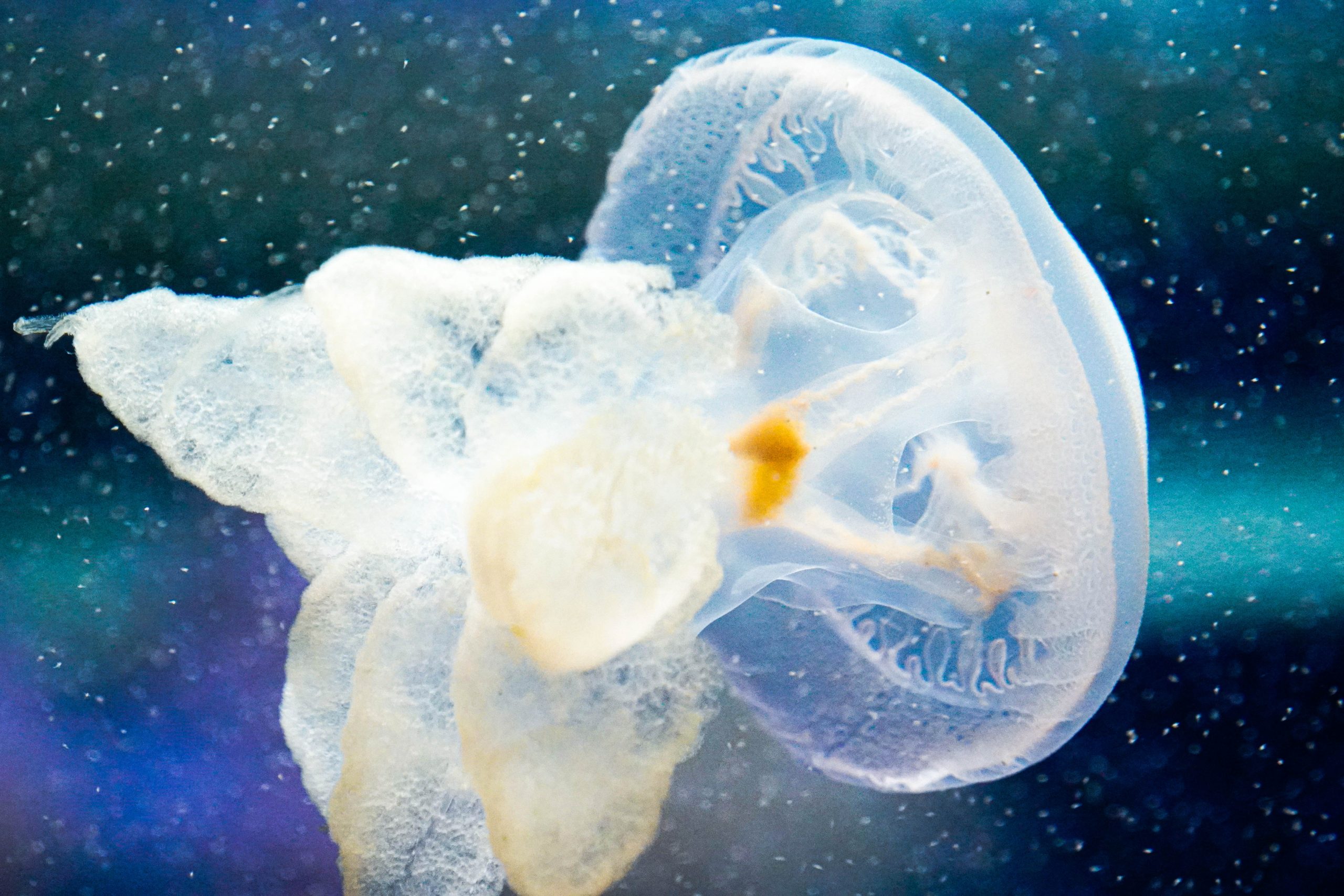 江の島水族館-5