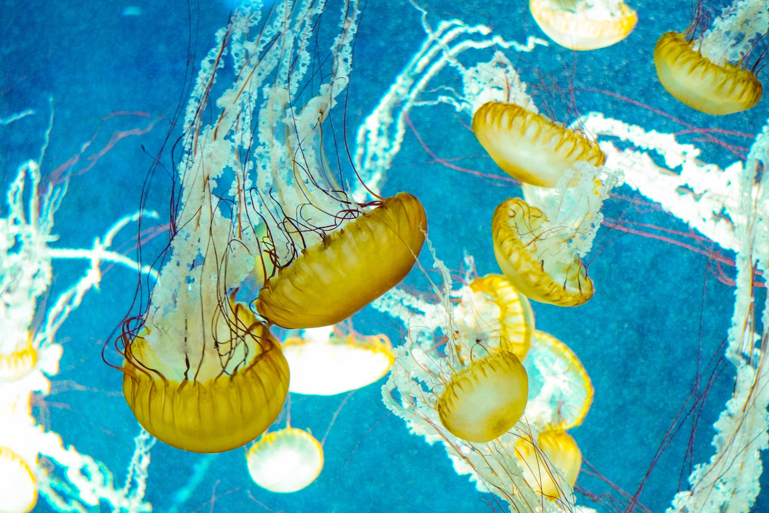 江ノ島水族館といえばクラゲ!