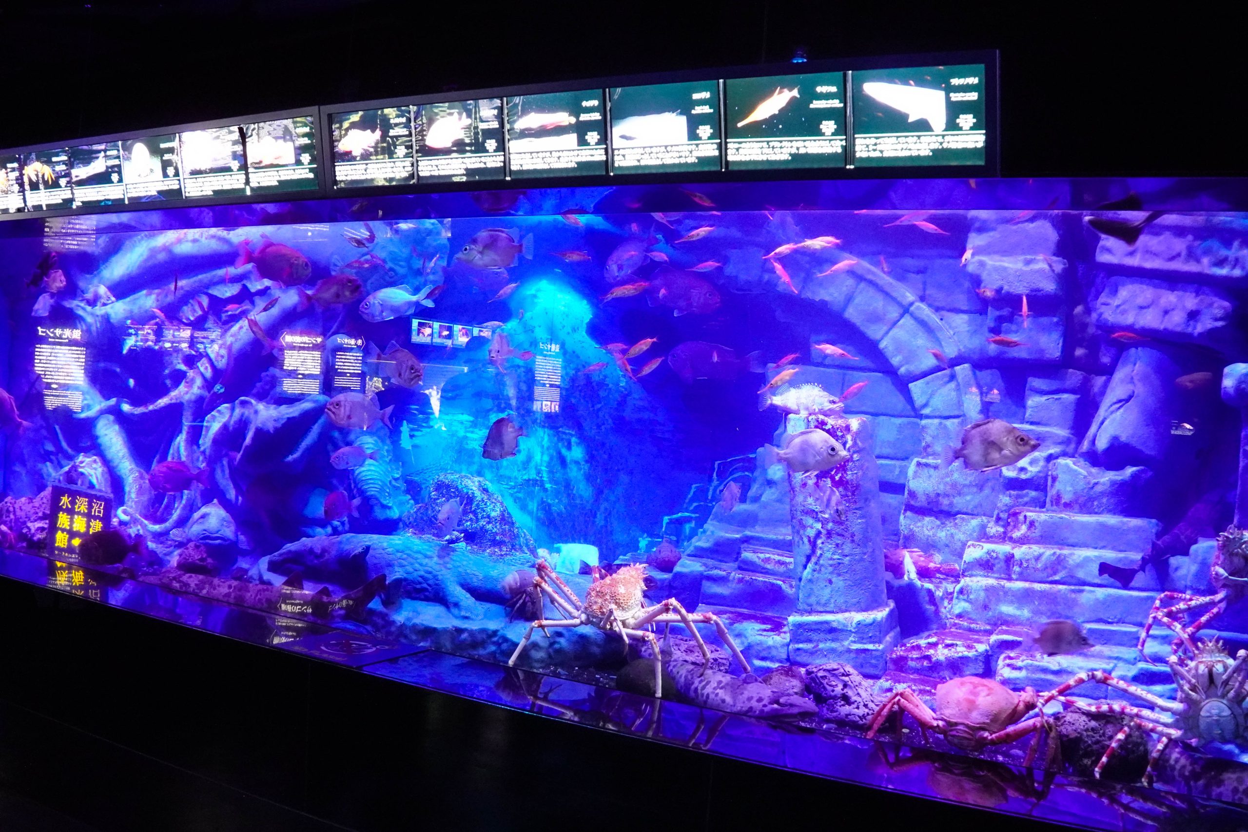 沼津港深海水族館-11