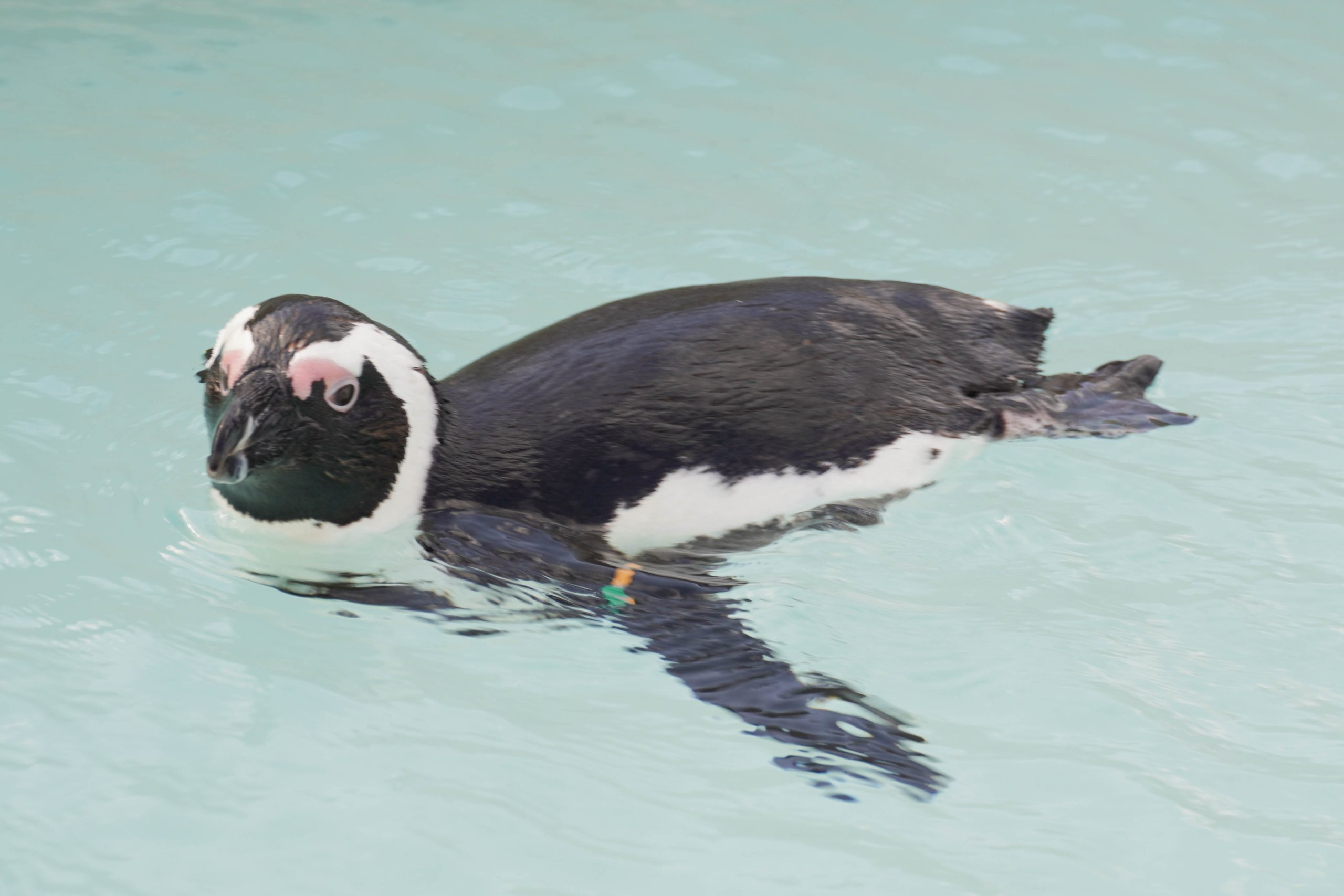 ペンギンたちとの距離が近い!