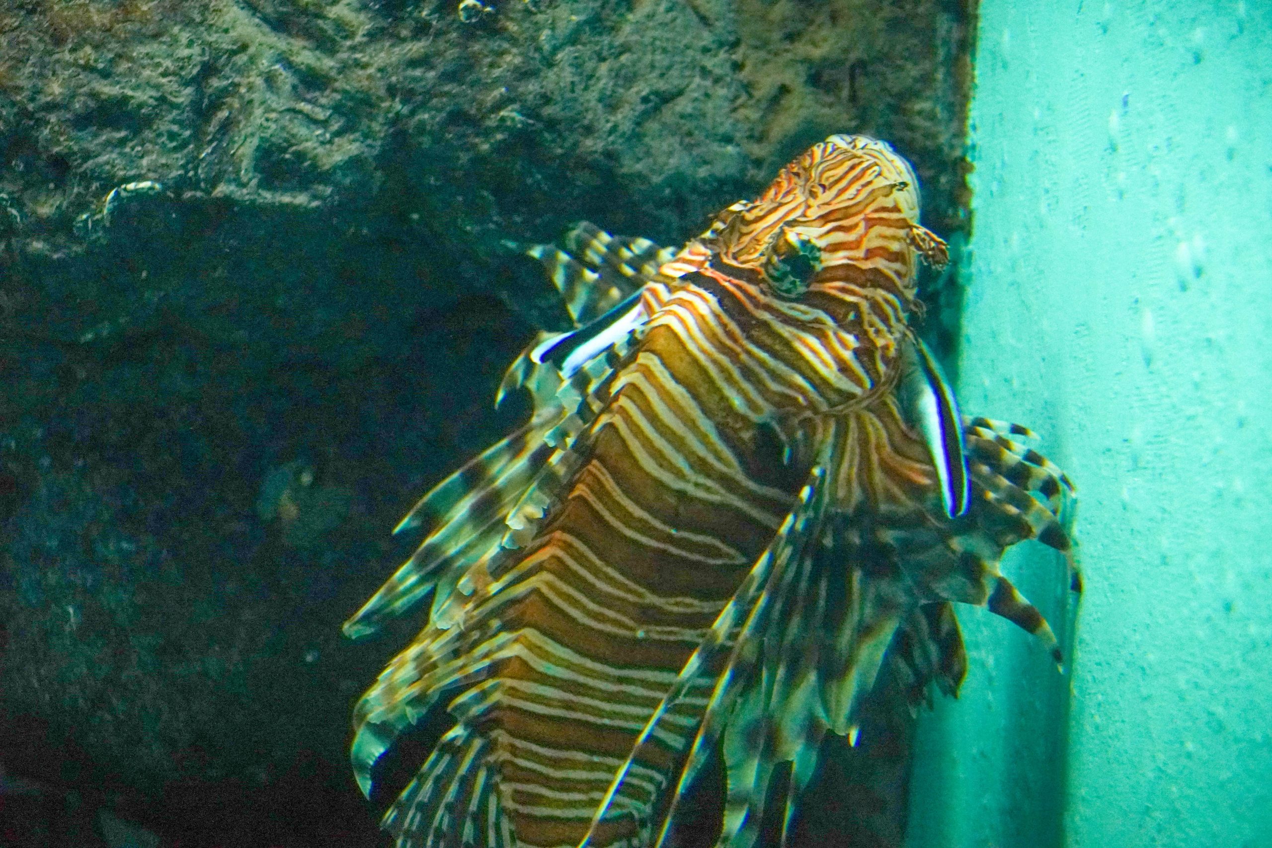 碧南海浜水族園-17