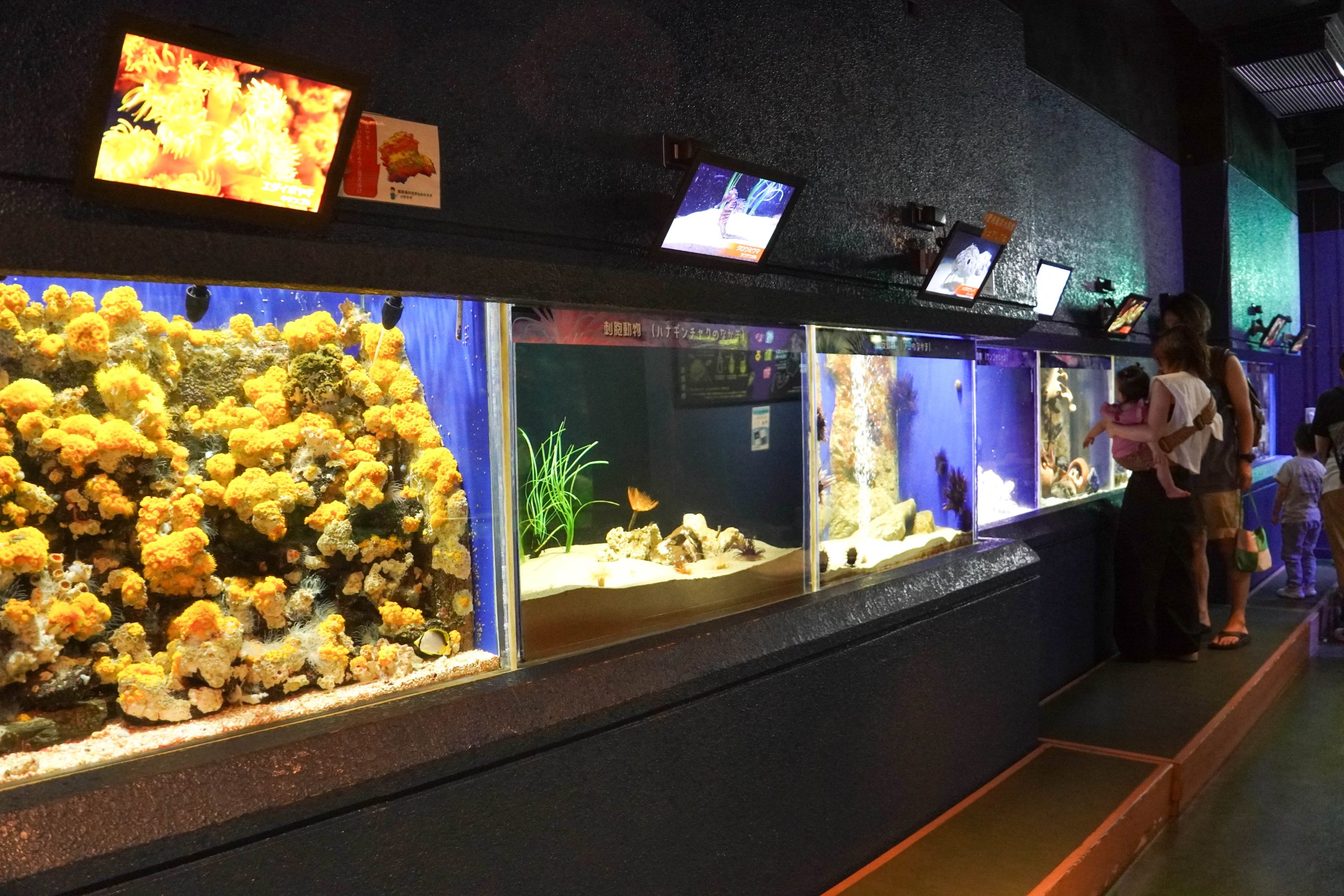 空いている穴場水族館！