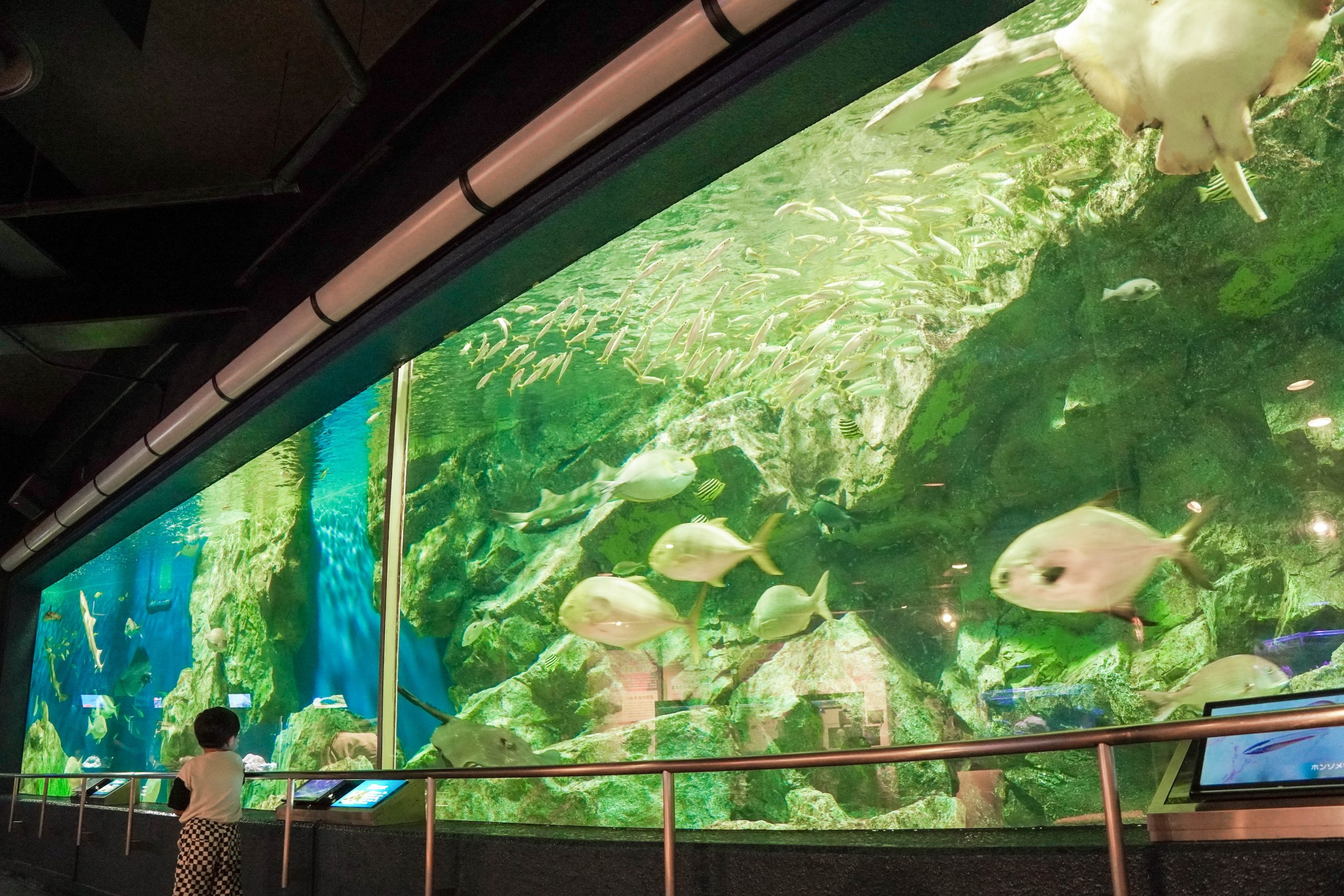 碧南海浜水族園-39