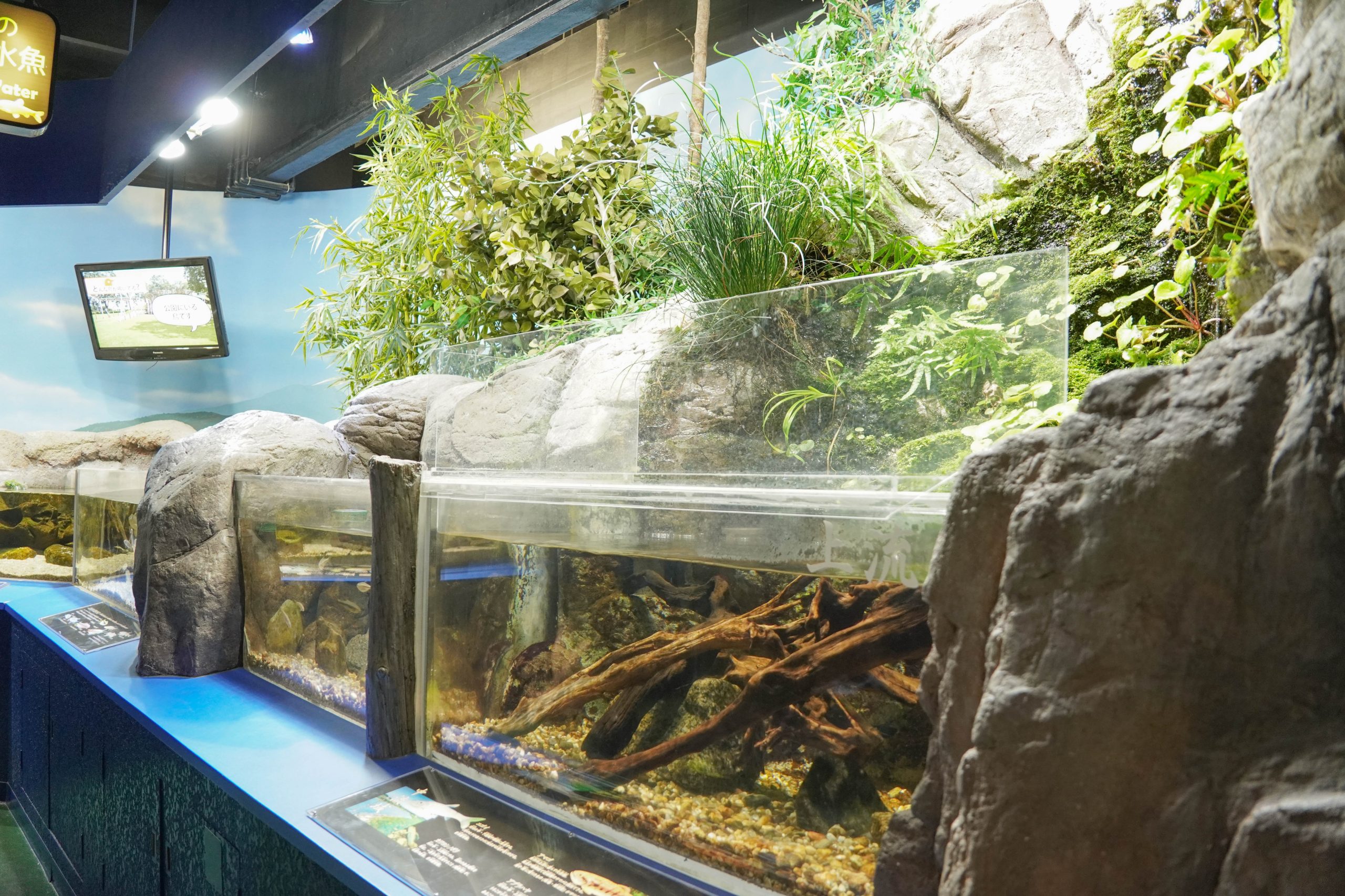 碧南海浜水族園-47