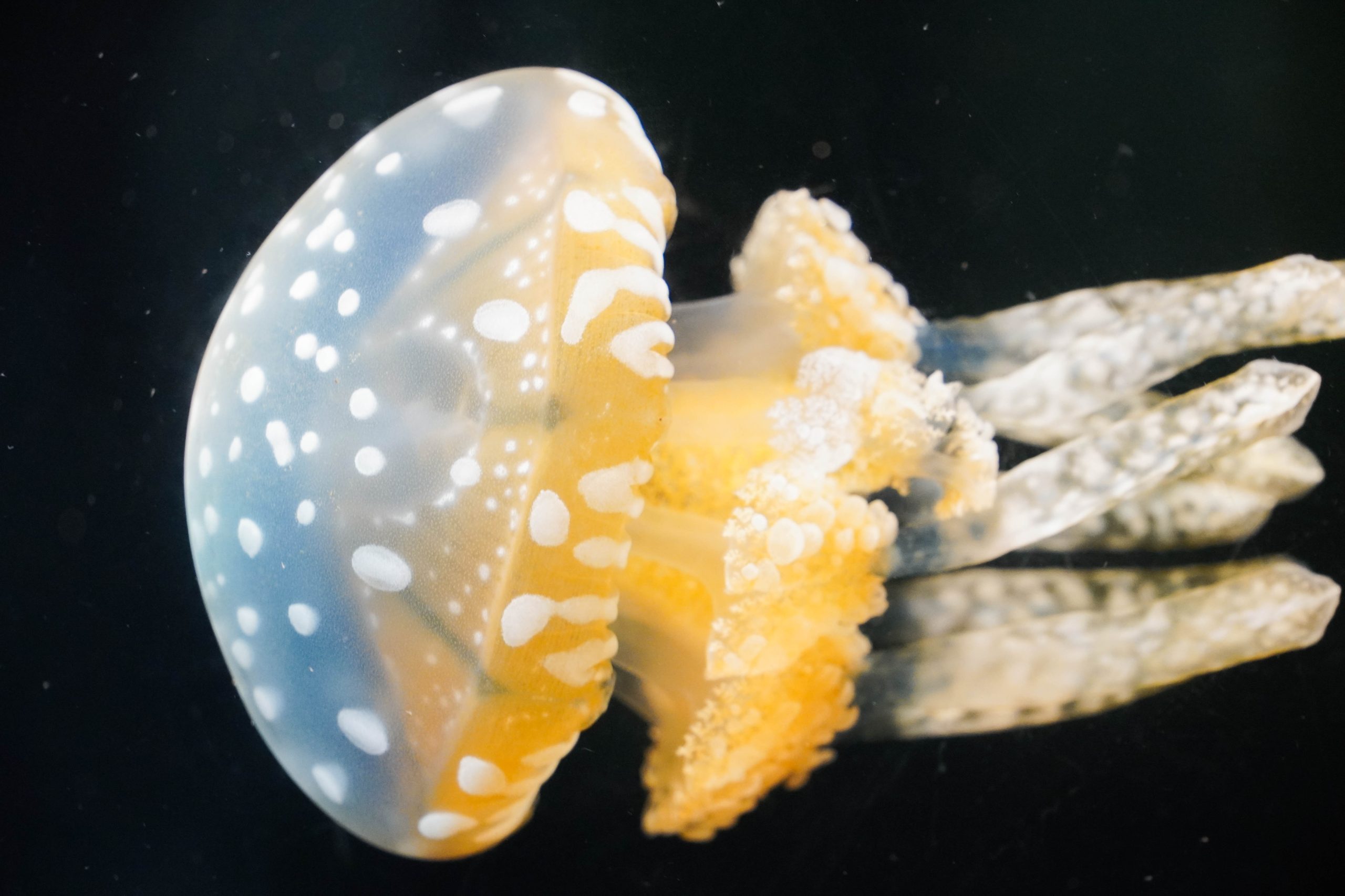 葛西臨海水族園-33