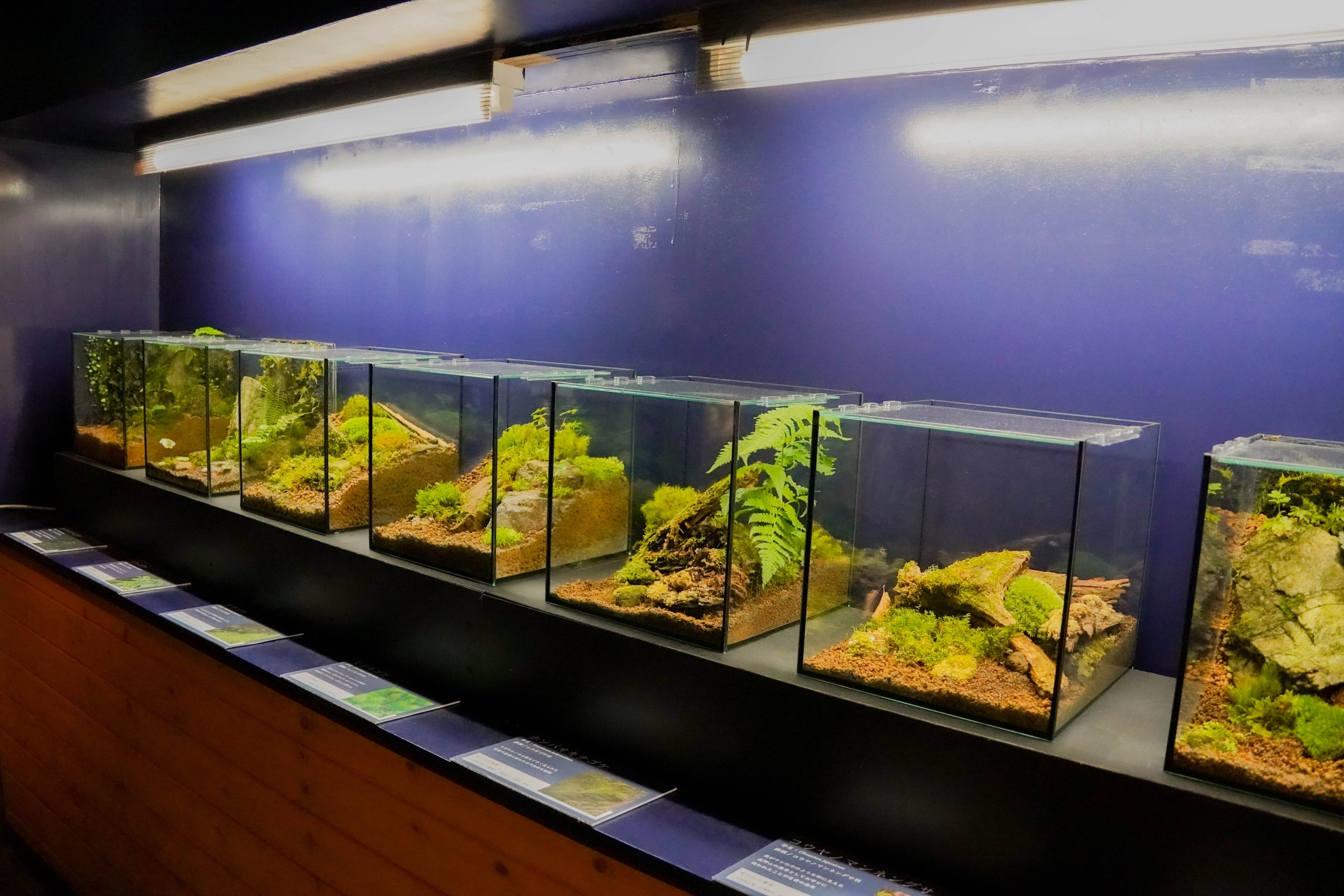 赤目滝水族館-3