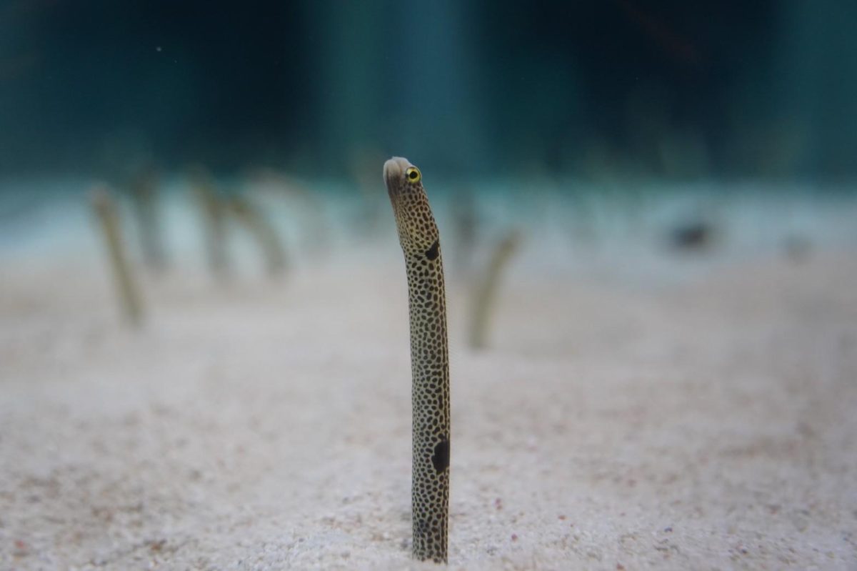 すみだ水族館といえば「チンアナゴ」!