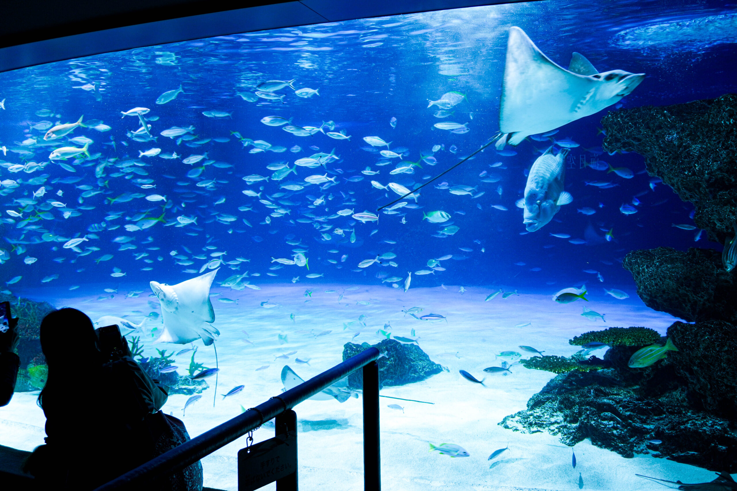 施設充実!カップルから家族まで楽しめる本格的な水族館