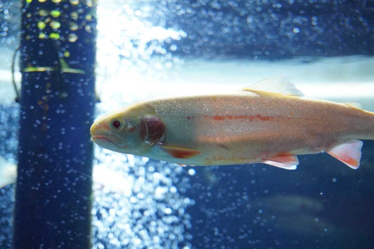 淡水魚専門・サケ類に特化した水族館！
